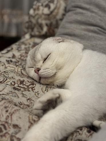 Рыбы: Шотладская вислоухая, Самец, Для вязки, Самовывоз — 8