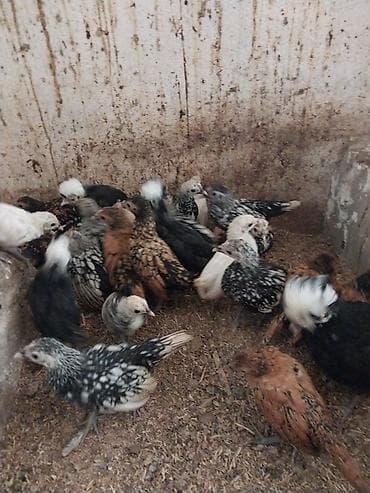 heyrati cucesi: Toyuq cücələri, Damazlıq — 3