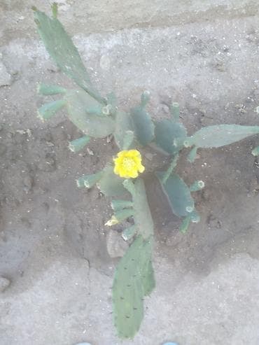 Opuntia (yastıqanad kaktus) – sarı çiçəkli - Bitki növü: Opuntia