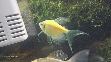 Balıqlar: Tetra balığı, Sülhsevər — 5