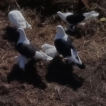 qizil qus: Kom 9 eded quşdu satişda 5 eded qoşa cep lelekli bir cüt yumrtaya — 10