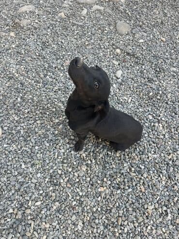 ingilis setter it cinsinin digər adı: Erkek — 3