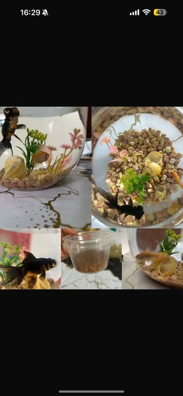 şuka balığı: 👑Aytac23 1ədəd qızıl balıq 1 ədəddə qara yekə balıq 3 həfdədi alınıb — 1