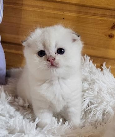 pişik sortları: Şinşilla, Erkək, Dişi, Pulsuz çatdırılma — 10