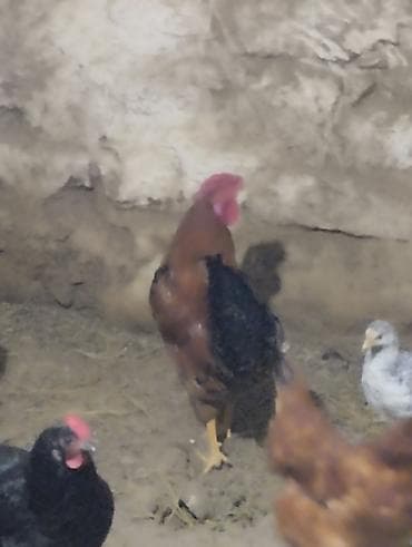 Mal-qara: Toyuq, Damazlıq — 5