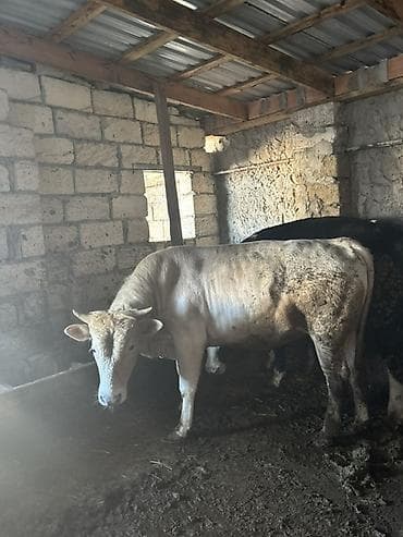 heyvan yemleri: Satışa iri buynuzlu heyvanlar - Cins: qarışıq ətlik (fotoşəkillərdə — 4