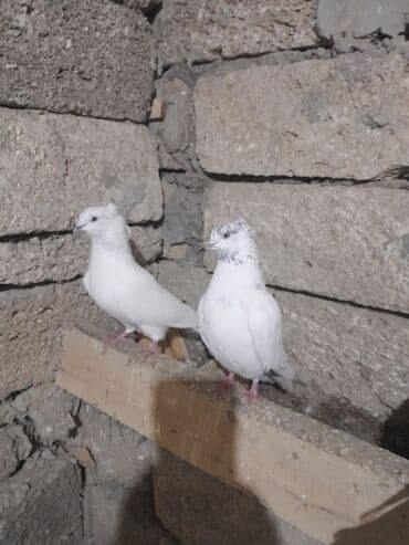 Heyvanlar üçün mallar: Miz kekil iran quşları satılır 1 cüt erkey dishi1 dene qızhın erkey 1 — 2