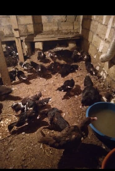 ördək balası və cücə: Məhsul: muskoviy ördəkləri (indoutka) — 4