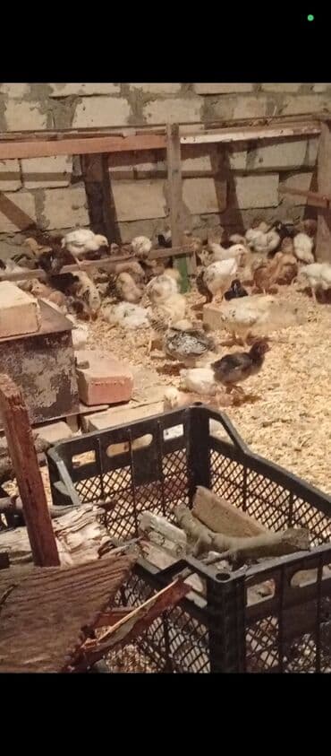 Bildirçin: Toyuq cücələri, Ətlik — 1