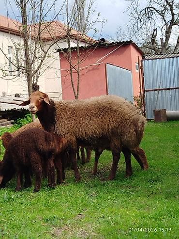 Erkək, Qala, il: 2, 70 kq, Damazlıq, Ünvandan götürmə