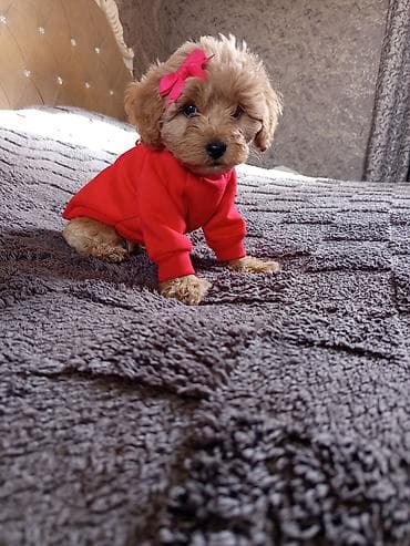 xaski itləri: Pudel, 2 ay, Dişi — 3