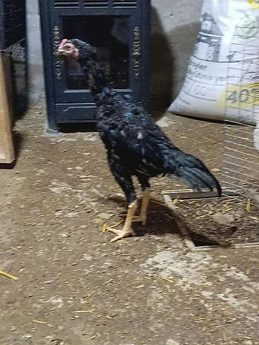 cins keci: Saqlam qara reng toyuq tuk becedi riyal olmayan narhat etmesin yalniz — 5