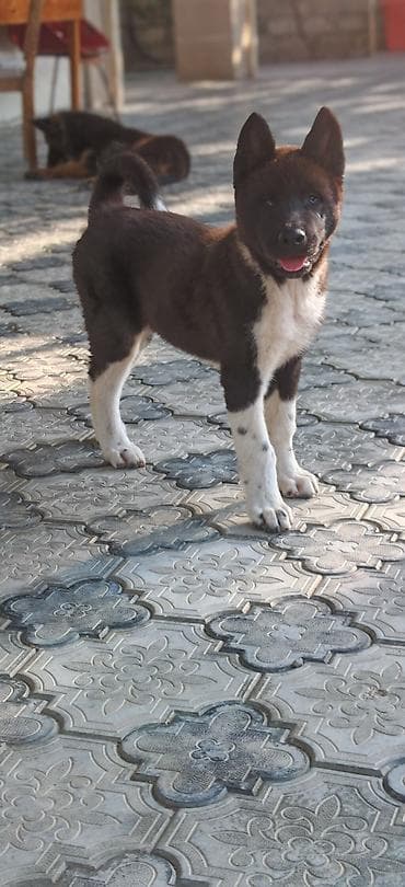 itləe: Akita-inu, 3 ay, Erkək, Peyvəndli, Ünvandan götürmə — 5