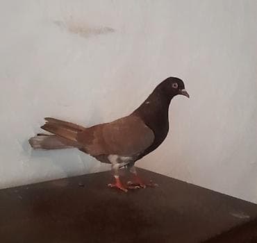 Tutulmadi unvan suraxani