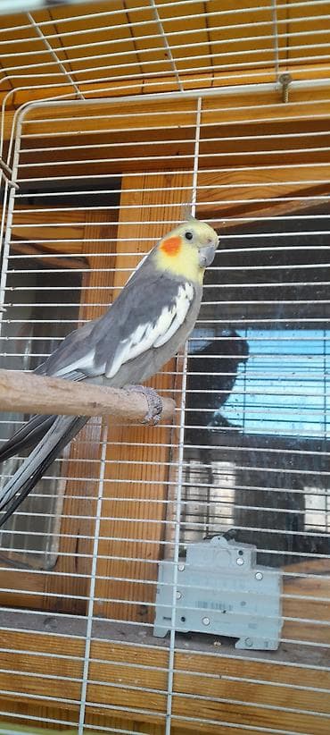 soltan quşu: Ərkək 2 yaş gəfəslə bir yerdə.Самец 2 года вместе с клеткой — 2