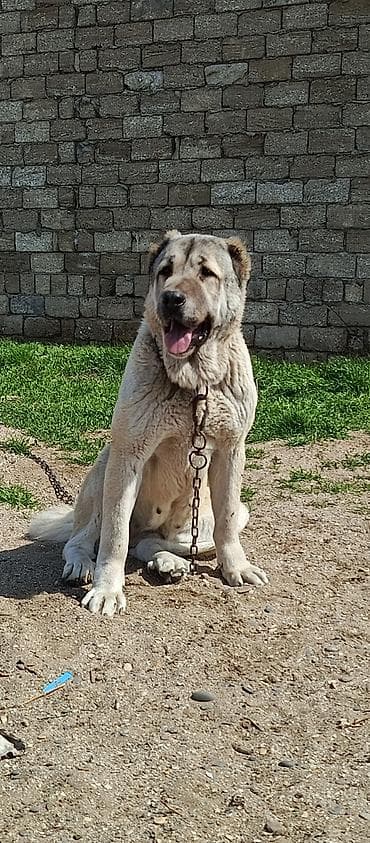 kangal iti satisi: Kanqal, 2 il — 4