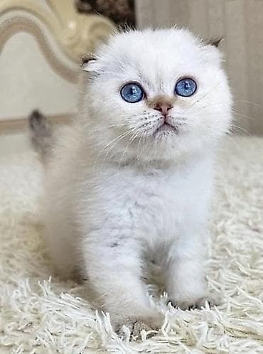 paroda pişik: Şotland yastı qulaq — 8