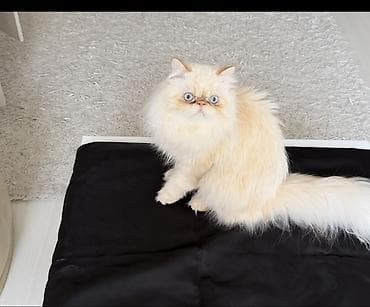 şirin pişik şekilleri: Fars, Erkək, Cütləşmə üçün — 2