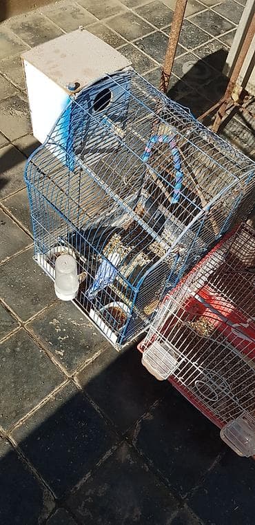 hind quşu cucesi: Papugaylar saglam guslar 6 ayfan yuxari — 8