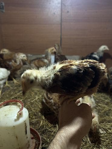 kend cucesi: 1aylıq cücələrin satışı başladı. Tam sağlam heçbir problemləri yoxdur — 3