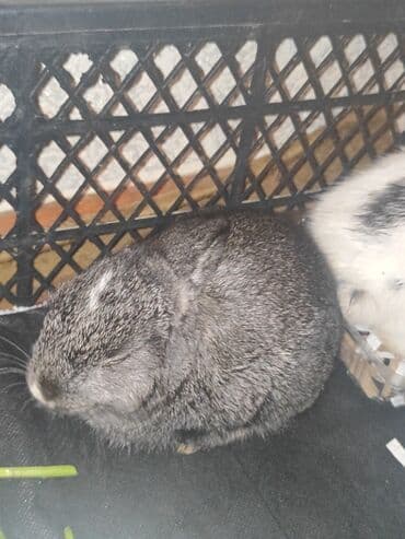 dovşan satişi: Ev heyvanı – dekorativ dovşan balaları - Növ: dekorativ/mini dovşan - — 2