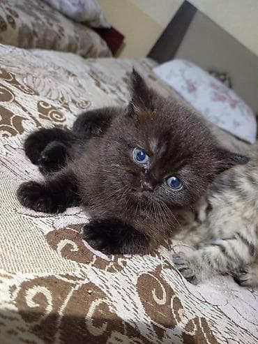 pisi: Britan, Dişi, Yaxşı əllərə, Ünvandan götürmə — 4