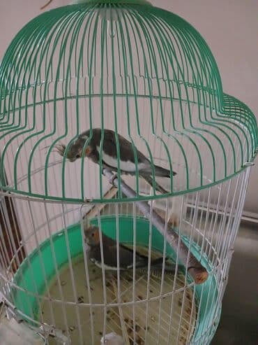 sirin itler: 1 erkək 1 dişi qəfəslə birlikdə verilir su qabı yem qabı hamısı — 7