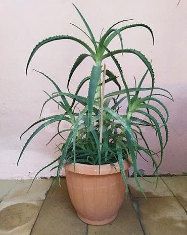 suni gul: Alov Gulu. Dərman Gulu. 3 İllik Yeke Guldu. Yeke Qabda. Unvan. Yeni — 1