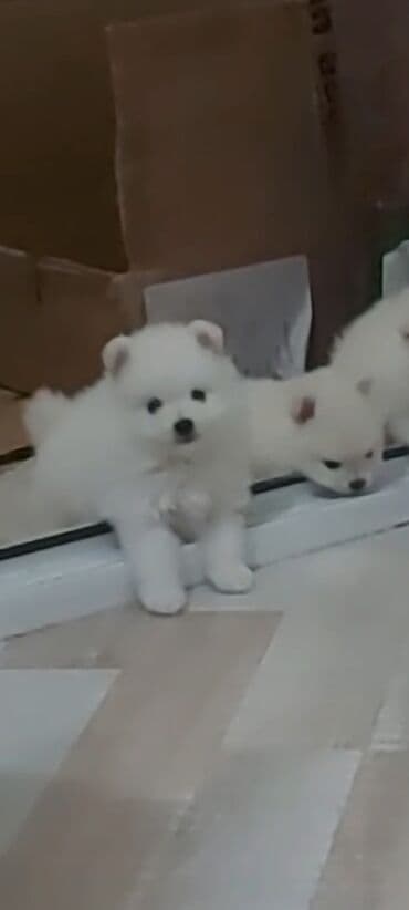 coban iti satiram: Şpitz, 1 ay, Erkek — 2