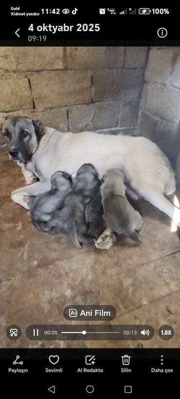 afçarka itlər: Kanqal — 5