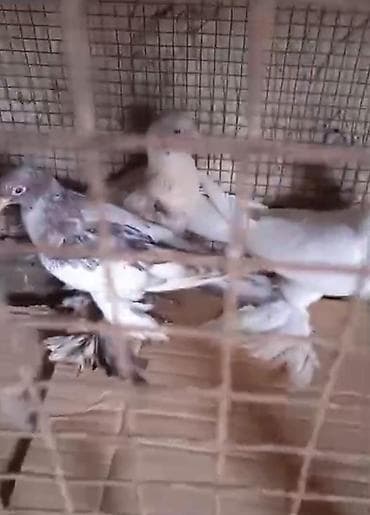 Dort eded iri lelekli qus satilir bir anadir iki bala olar kekilsizdir