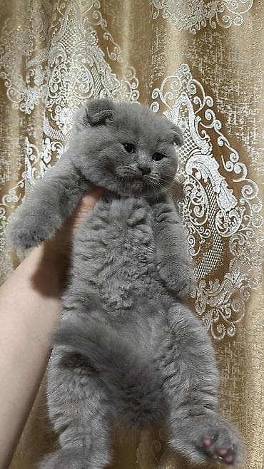 Şotland lalafo.az -da Şotland