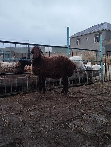 qoyun sortlari: Qala quzusudur damazliga yarayır 5ayliq quzudu quzunun anasıda — 2
