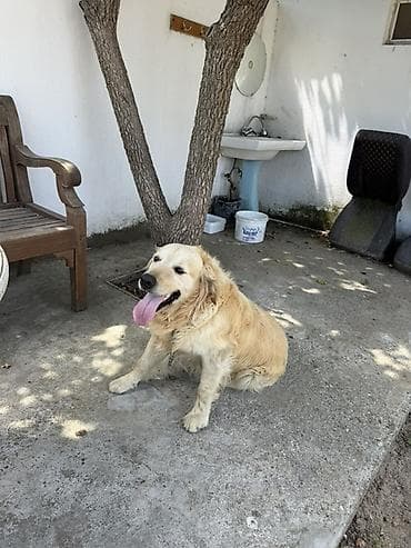 heyvan barınağı: Retriever — 3