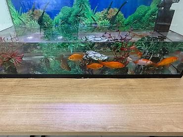 Akvariumlar: Akvarium seti – Artvarium markalı - Şüşə çərçivəli aypara formalı ön — 2