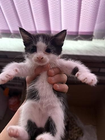 etibarli ellere pisik verirem: Salam 2dənə pişiy etibarli şəxslərə verilir 1 düz qulaq biri əyri — 4