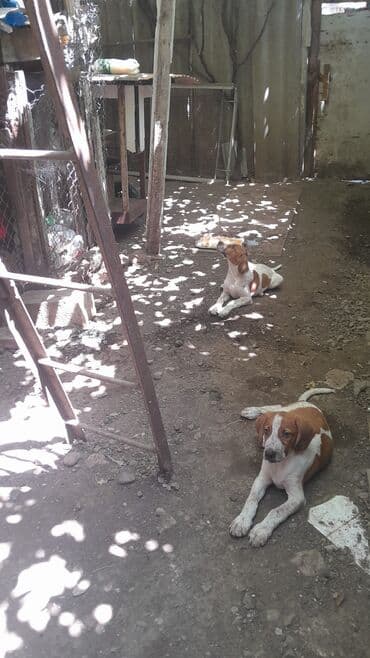 собаки в хорошие руки: 4 ay — 5