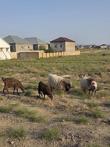Mal-qara: Heyvanlar tam sağlamdır 1 erkək 3 dişidir ikisi bir dəfə doğub biri — 5