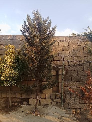 qara torpaq satılır: Ikidenesi 15 — 1