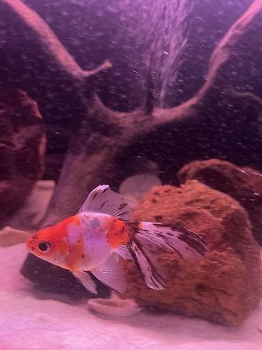 Qızıl balıq, Sülhsevər