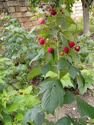 Məhsul:Xarici sort Malina kolları Təsvir: - Şirin və ətirli