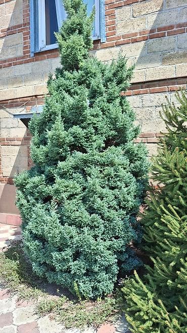 suni ağac: Evergreen iynəyarpaqlı dekorativ kol/ağac – sərv (Juniperus) sortu - — 1