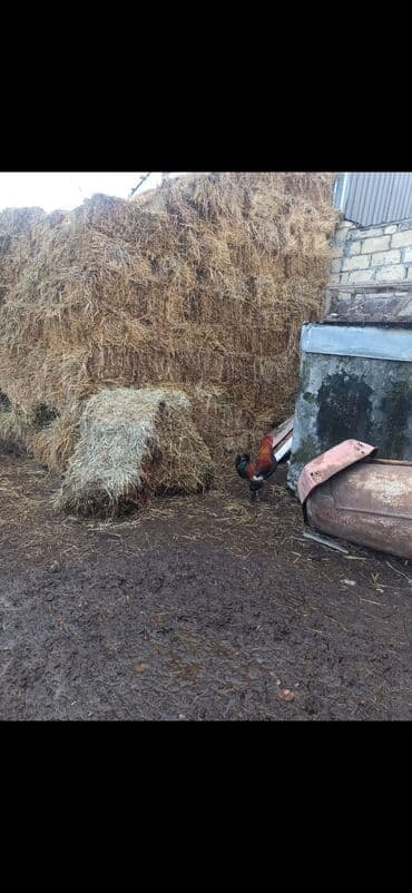 kənd çolpası: Bramadır Sağlamdır — 2