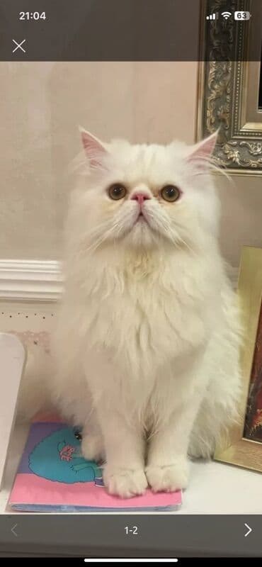 pişik satilir: Fars — 2