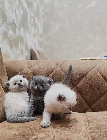 ucuz ev itleri: Şotland, Erkək, Cütləşmə üçün, Ünvandan götürmə, Ödənişli çatdırılma — 4