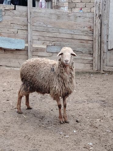 Toyuqlar: Razılaşmaq olar hamsı Erkəkdi qurbanlıqa yararlıdılar — 5