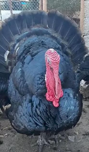 Dişi, Kanada, Yumurtalıq, Pulsuz çatdırılma, Ödənişli çatdırılma