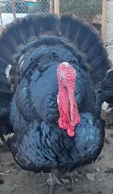 породистые котята в добрые руки: Dişi, Kanada, Yumurtalıq, Pulsuz çatdırılma, Ödənişli çatdırılma — 4