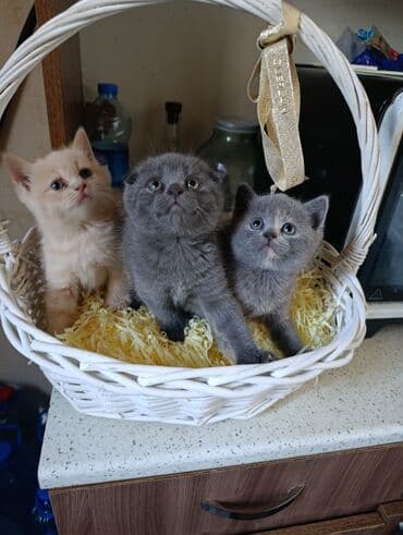 sanen kecileri: Britan — 4