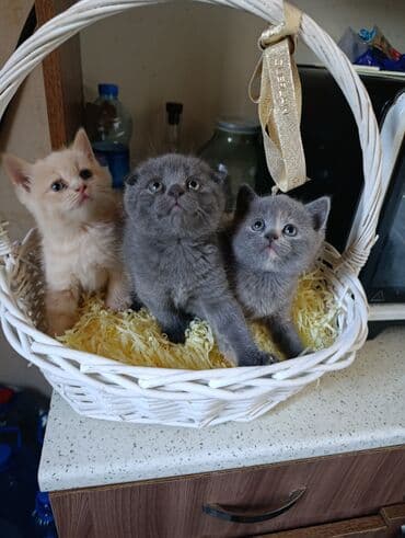 1 azn pişik: Britan, Yaxşı əllərə — 3